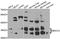 BRCA1/BRCA2-Containing Complex Subunit 3 antibody, STJ110302, St John