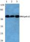 DNA Polymerase Epsilon 2, Accessory Subunit antibody, GTX66856, GeneTex, Western Blot image 