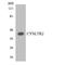 Cysteinyl Leukotriene Receptor 2 antibody, LS-C291849, Lifespan Biosciences, Western Blot image 