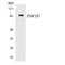 Zinc finger protein 287 antibody, LS-C292228, Lifespan Biosciences, Western Blot image 
