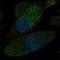 Solute carrier family 12 member 1 antibody, HPA014967, Atlas Antibodies, Immunofluorescence image 