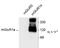 Metabotropic glutamate receptor 1 antibody, TA309170, Origene, Western Blot image 