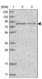 Hook Microtubule Tethering Protein 3 antibody, PA5-55172, Invitrogen Antibodies, Western Blot image 