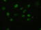 Heparin-binding growth factor 2 antibody, M00121-2, Boster Biological Technology, Immunofluorescence image 