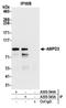 Adenosine Monophosphate Deaminase 3 antibody, A305-545A, Bethyl Labs, Immunoprecipitation image 
