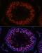 hMSH4 antibody, LS-C749041, Lifespan Biosciences, Immunofluorescence image 