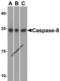 FLICE antibody, 3473, ProSci Inc, Western Blot image 