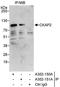 Cytoskeleton-associated protein 2 antibody, A302-150A, Bethyl Labs, Immunoprecipitation image 