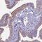 Cilia And Flagella Associated Protein 47 antibody, PA5-60784, Invitrogen Antibodies, Immunohistochemistry paraffin image 