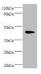 Kdap antibody, A54491-100, Epigentek, Western Blot image 