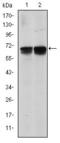 BLNK antibody, GTX60463, GeneTex, Western Blot image 