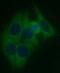 Ankyrin Repeat And SOCS Box Containing 13 antibody, FNab00620, FineTest, Immunofluorescence image 