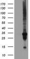 Dual Specificity Phosphatase And Pro Isomerase Domain Containing 1 antibody, CF502080, Origene, Western Blot image 