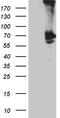 Phospholipase A2 Group III antibody, TA811660S, Origene, Western Blot image 