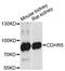 Cadherin Related Family Member 5 antibody, LS-C748873, Lifespan Biosciences, Western Blot image 