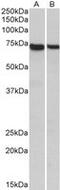 Syntaxin Binding Protein 3 antibody, MBS423198, MyBioSource, Western Blot image 