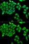 40S ribosomal protein S7 antibody, GTX33479, GeneTex, Immunofluorescence image 