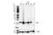CD81 Molecule antibody, 56039S, Cell Signaling Technology, Western Blot image 