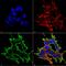 ATF4 antibody, MA5-27721, Invitrogen Antibodies, Immunofluorescence image 