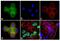 Ataxin-7 antibody, GTX11434, GeneTex, Immunofluorescence image 