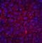 RING1 And YY1 Binding Protein antibody, 2227, ProSci Inc, Immunofluorescence image 