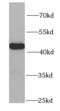 Proteasome 26S Subunit, ATPase 6 antibody, FNab06881, FineTest, Western Blot image 