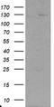 Ubiquitin Specific Peptidase 36 antibody, TA800098BM, Origene, Western Blot image 