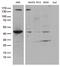 Ubiquitin Like Modifier Activating Enzyme 3 antibody, LS-C792972, Lifespan Biosciences, Western Blot image 