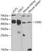 CD63 Molecule antibody, 19-556, ProSci, Western Blot image 