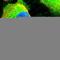 Bifunctional purine biosynthesis protein PURH antibody, HPA021012, Atlas Antibodies, Immunofluorescence image 