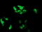 RAB37, Member RAS Oncogene Family antibody, M10452, Boster Biological Technology, Immunofluorescence image 