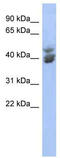 Krueppel-like factor 2 antibody, TA345198, Origene, Western Blot image 