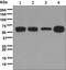 Caspase Recruitment Domain Family Member 9 antibody, ab124922, Abcam, Western Blot image 