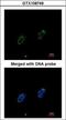 Replication protein A 70 kDa DNA-binding subunit antibody, LS-C186023, Lifespan Biosciences, Immunocytochemistry image 