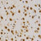 Histone Cluster 4 H4 antibody, LS-C335247, Lifespan Biosciences, Immunohistochemistry paraffin image 