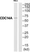Cell Division Cycle 14A antibody, abx015113, Abbexa, Western Blot image 