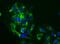 Laminin antibody, NB300-144, Novus Biologicals, Immunocytochemistry image 