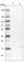 NADH:Ubiquinone Oxidoreductase Subunit A8 antibody, HPA041600, Atlas Antibodies, Western Blot image 