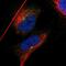 Intraflagellar Transport 81 antibody, NBP1-84558, Novus Biologicals, Immunofluorescence image 