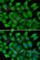 Defensin Alpha 1B antibody, A6897, ABclonal Technology, Immunofluorescence image 