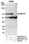 Replication Protein A1 antibody, A300-241A, Bethyl Labs, Immunoprecipitation image 