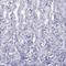 Stromal Antigen 3 antibody, HPA049106, Atlas Antibodies, Immunohistochemistry frozen image 