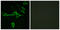 Histamine Receptor H1 antibody, LS-B9275, Lifespan Biosciences, Immunofluorescence image 