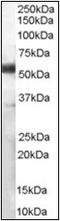 CD14 antibody, AP22502PU-N, Origene, Western Blot image 