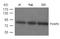 Forkhead Box P2 antibody, TA347828, Origene, Western Blot image 