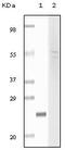Fibulin 5 antibody, MBS532861, MyBioSource, Western Blot image 