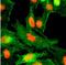 Histone Cluster 4 H4 antibody, NBP2-61556, Novus Biologicals, Immunocytochemistry image 