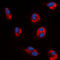 Angiopoietin 1 antibody, LS-C368576, Lifespan Biosciences, Immunofluorescence image 