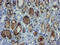 Protein ZNF365 antibody, M07837-1, Boster Biological Technology, Immunohistochemistry paraffin image 