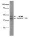 NIMA Related Kinase 2 antibody, NBP1-41207, Novus Biologicals, Western Blot image 